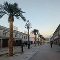 Customized Large Size Artificial Green Plastic Palm Tree for Decorative Purpose