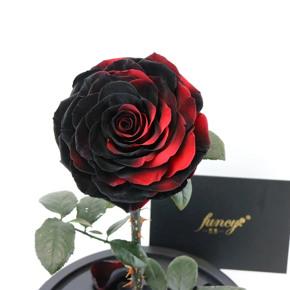 Enchanted Rose Gift Set New Dried Everlasting UV Resistant Beauty and the Beast Rose for Valentine's Day