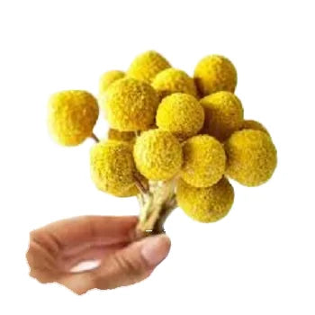 20pcs Per Bundle Handmade Natural Yellow Dried Golden Ball Bouquet Dry Flowers for Home Decor Shop Decoration Valentine's Day