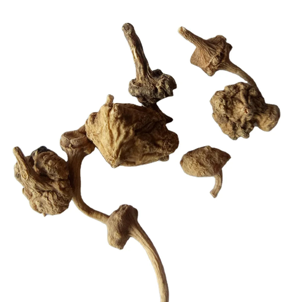 Zhu Zi Shen Dried PANACIS MAJORIS Root Whole RHIZOMA PANACIS MAJORIS for Herb