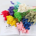 Natural Dried Flowers Eternal Small Phalaris Gem Grass Flower Cotton Beautiful Colorful 50-60cm Graduation Mother's Day Day MegaBDM