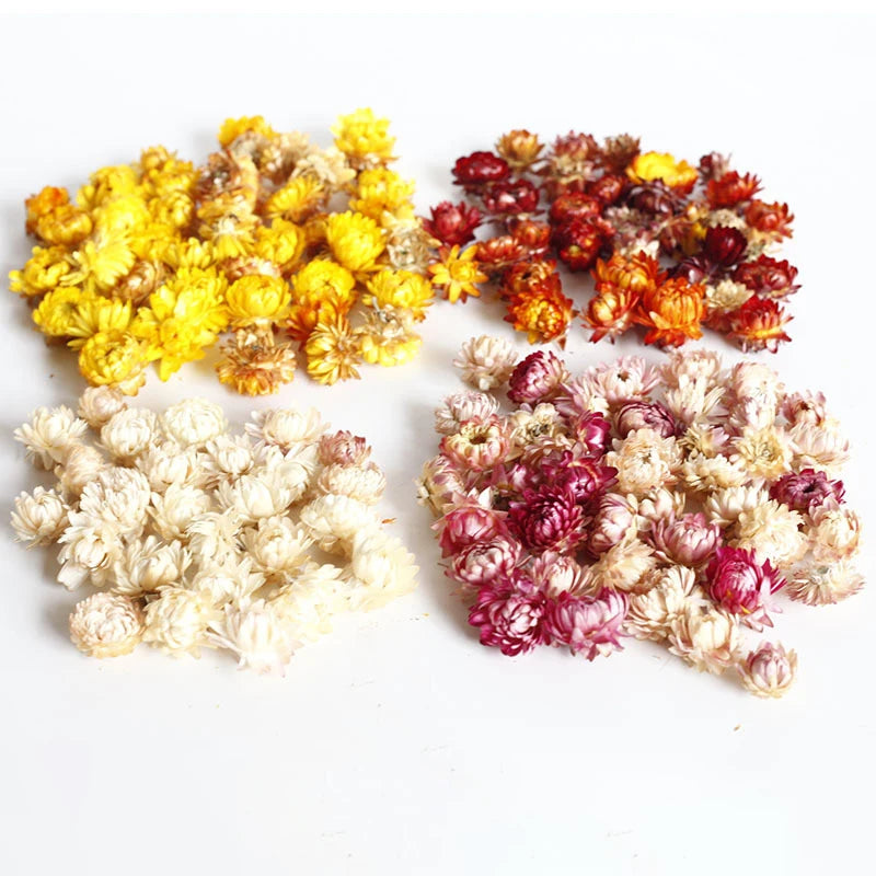 Wholesale Artificial Decorative Flowers Natural Dry Mini Dried Flowers Head for Cake Decoration