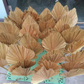 SZ04328 Whosale Driedpalmleaves  Natural Processed Palm Tree Leaves Preserved Dried Palm Leaf Dry Palm Leaf Decoration