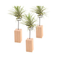 Nordic Minimalist Wood Base Flower Rack Air Plant Bracket with Pineapple Accessories Soilless Desktop Ornament for Home Decor MegaBDM