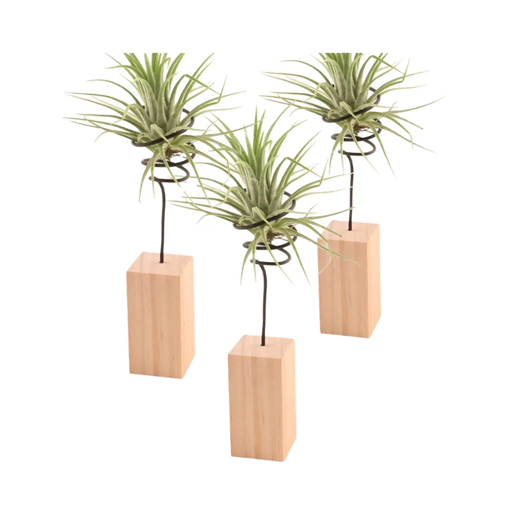 Nordic Minimalist Wood Base Flower Rack Air Plant Bracket with Pineapple Accessories Soilless Desktop Ornament for Home Decor MegaBDM