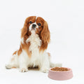 Wholesale Custom Logo  Silicone Pet Feeding Food Water Bowl  Dog Feeder Bowls Popular