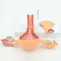 Female Internal Reproductive Anatomical Normal Uterine Anatomy Teaching Model