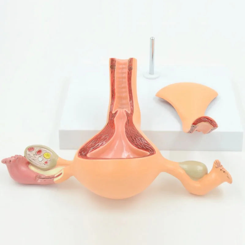 Female Internal Reproductive Anatomical Normal Uterine Anatomy Teaching Model