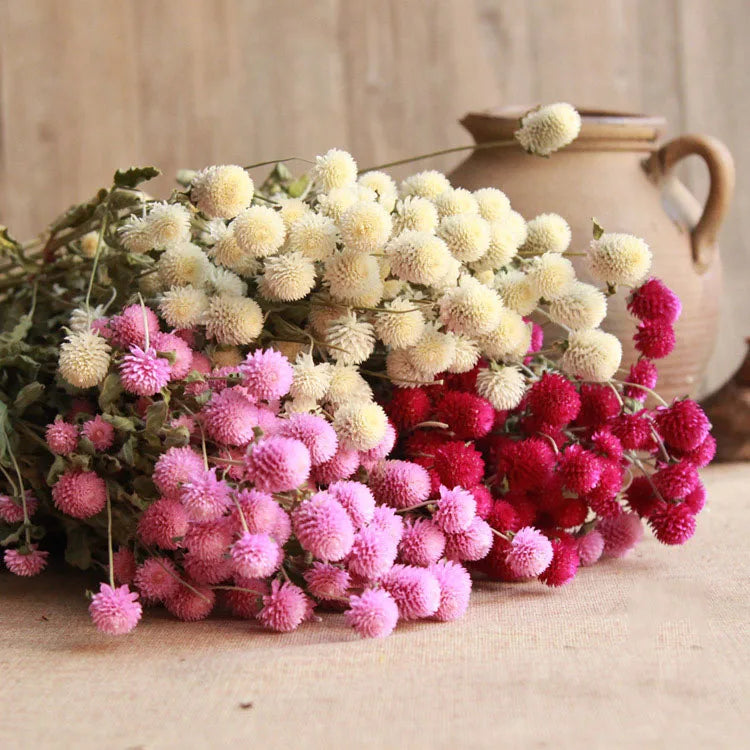 C-DA001 Wedding Party Photo Props Pure Natural Dried Flowers Globe Amaranth for Wedding Decor Valentine's Day Gift