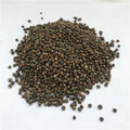 Bulk Red Perilla Chinese Perilla Frutescens Single Spice Herb for Bird Feed