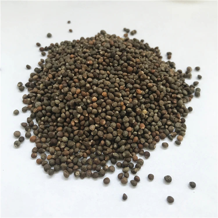 Bulk Red Perilla Chinese Perilla Frutescens Single Spice Herb for Bird Feed