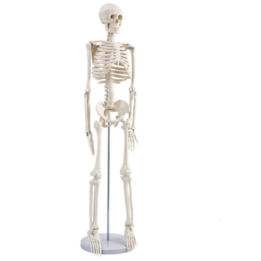 Human Anatomy 85cm Human Skeleton Skeleton Anatomical Medical Science Teaching Resources