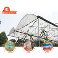 Large Single Layer PE Film Multi-Span Rain Shelter Greenhouse for Kiwi and Plum Growing