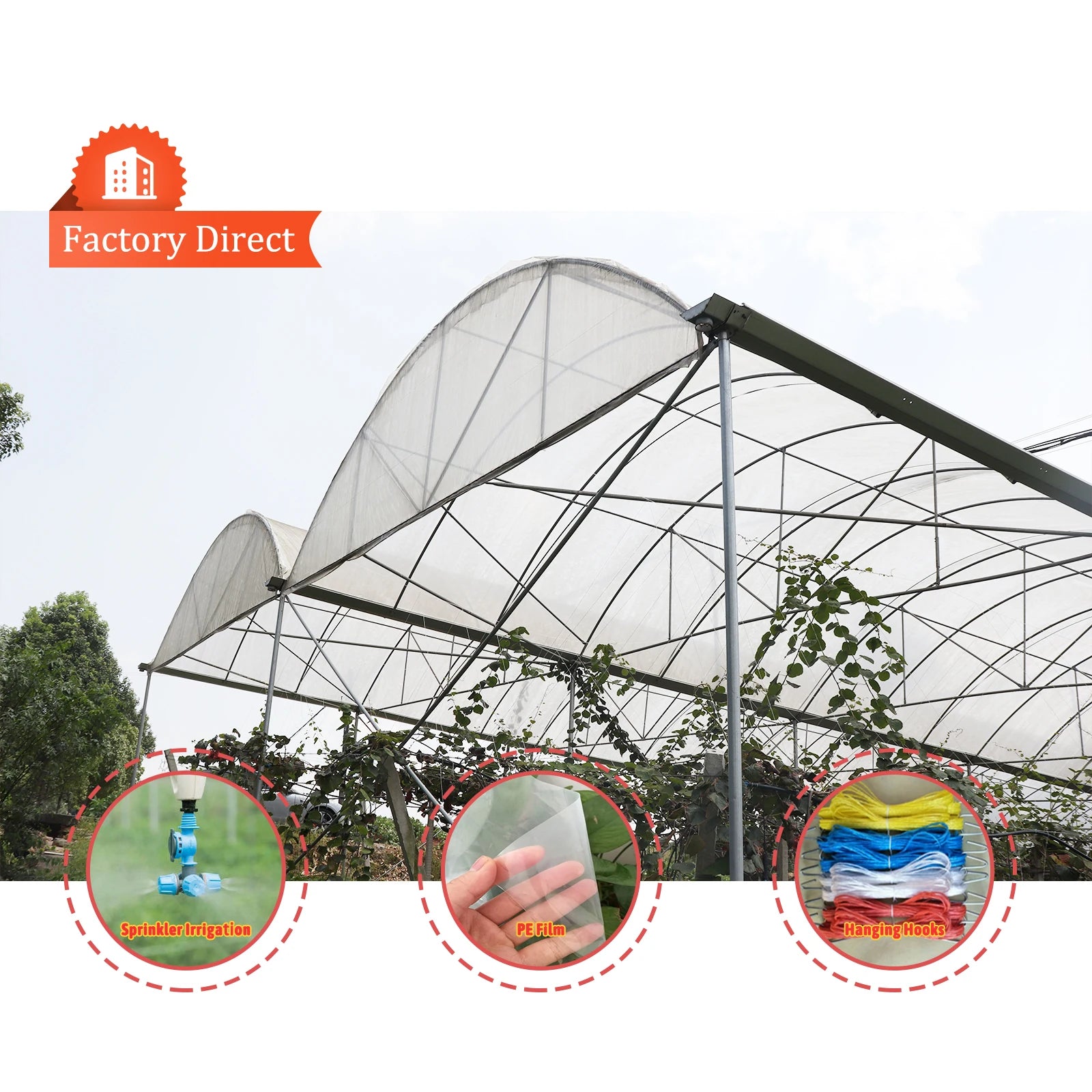 Large Single Layer PE Film Multi-Span Rain Shelter Greenhouse for Kiwi and Plum Growing