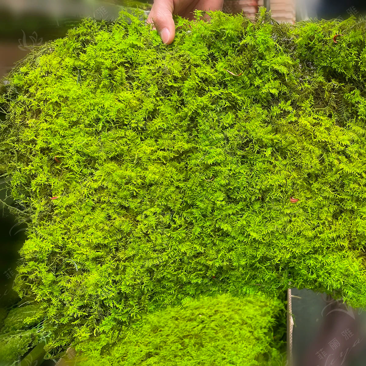 Every Love Preserved Pole Moss Pillow Bun Cushion Real Natural Green DIY Kit for Decorative Terrariums Gardening Art Wall Decor