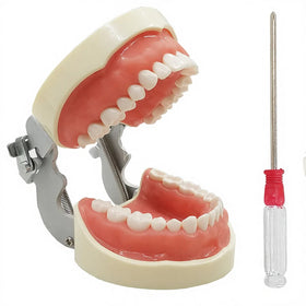 Dental Teeth Oral Model With 32 Typodont Removed Screw-in Teeth Demonstration Soft Gum Dentisty Equipment Materials Product