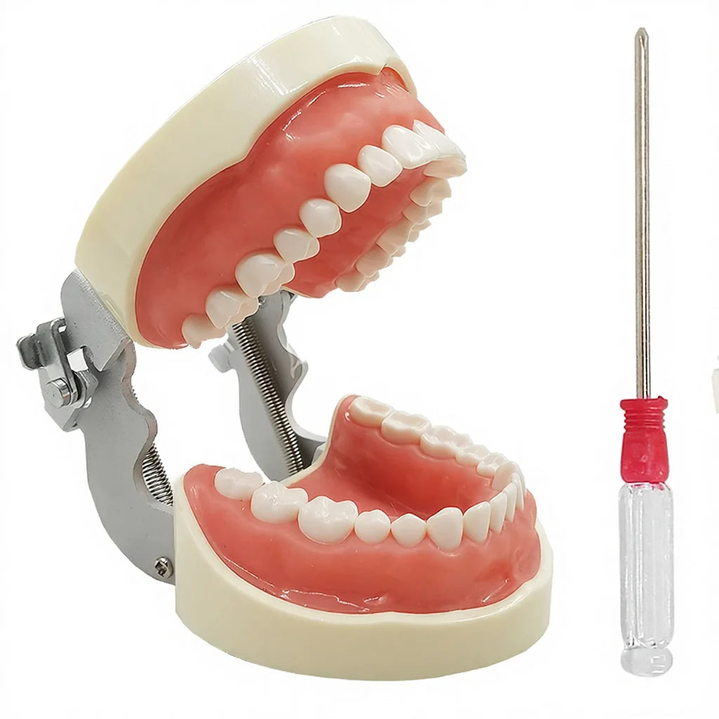 Dental Teeth Oral Model With 32 Typodont Removed Screw-in Teeth Demonstration Soft Gum Dentisty Equipment Materials Product