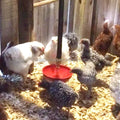 YZB Automatic Poultry Fount Heavy Duty Plastic Waterer Bowl with Hose Attachment for Game Bird Chicken