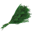 Liviflo New Fashion Real Preserved Plants Stabilized Lycopodium 35-40cm Long Lasting