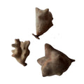 Natural Wholesale Dried Chinese Gallnut Galla Chinensis Chinese Nutgall for Sale
