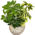 Artificial Bonsai PlantArtificial Plant WallArtificial Flowers Plants