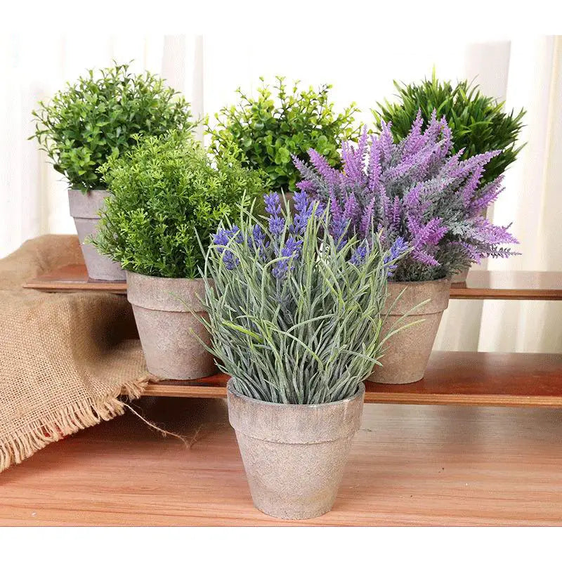 Promotional Lavender Succulent Plant Bonsai Arrangement  Plants Fibre Indoors