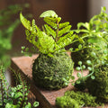 Q13 Wholesale Artificial Moss Grass Ball Bonsai New Arrival Decorative Green Plant Modern Home Office Decoration