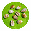 Wholesale New Findings Cute Acrylic Charm Handmade Beads Craft Kit Shell Decor