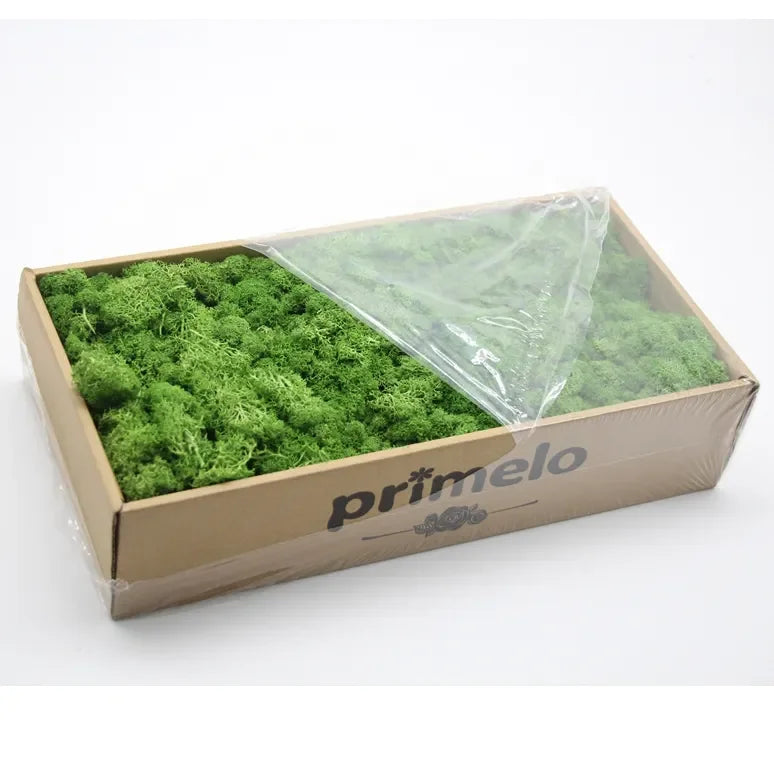 Wholesale Natural Stabilized Decorative Preserved Moss Natural Green Plants Preserved Moss for Decorative