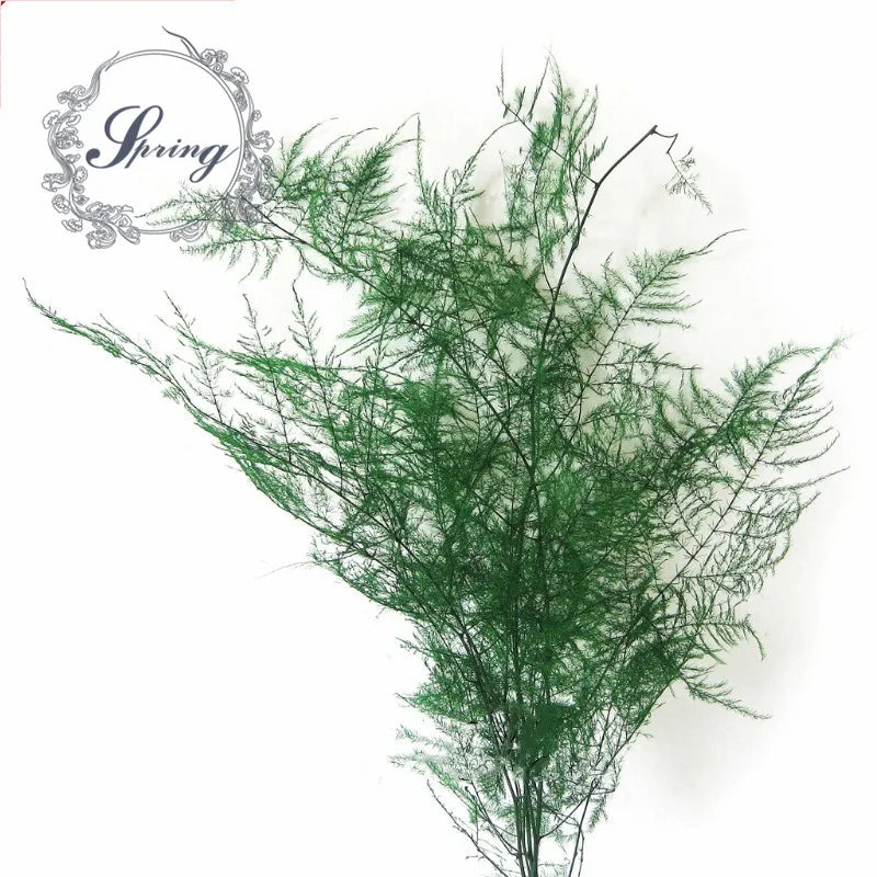 INS Most Popular Preserved Flower Dried Ming Fern for Bride Bouquet for Christmas or Graduation Occasions