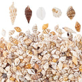 Pandahall 1400~1500pcs/box Mixed Ocean Sea Shells Natural Seashells Spiral Shell Beads