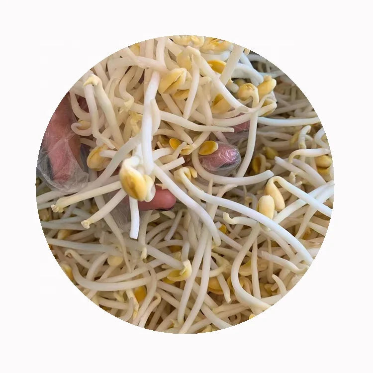 Grade-A IQF Frozen Bean Sprouts in Wholesale Best Quality for Frozen Vegetables