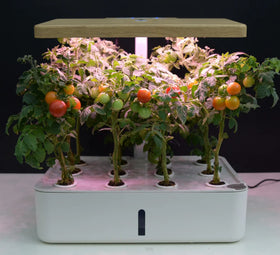 2023 New Intelligent Soil Cultivate Home Smart Hydroponic Garden Kit Automatic Water Absorption Cultivation Plant