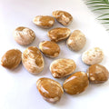 High Quality Natural Shell Fossil Anodonta Stone Crystal Conch  Marine Stone Shell Stone for Decoration