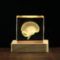 Custom Mini Human Glass 3D Brain Model K9 Crystal Cube for Hospital School Teaching Souvenirs