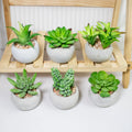 New Artificial Plastic Ceramic Succulent Pots Desk Center Piece Cute Decoration Realistic Unique Succulent Pots