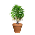 Large Plant Pot Family Garden Decoration Flowers Succulent Plants Pot Planting