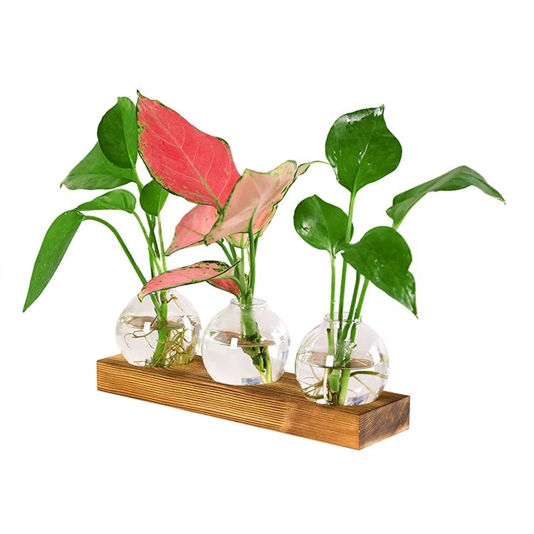 Hydroponic Glass Vase Greenery Flower Arrangement Container Home Gardening Countertop Decoration Wood Art Decor