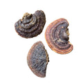 Wild Whole Dried Ganoderma Sessile Fungus Ganoderma Sessile Mushroom for Herb