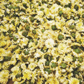 Factory Wholesale Chrysanthemum Gong Ju Dried Chrysanthemum Flower Tea Herb Tea Floral Flavor Bulk Bags Numerous Benefits