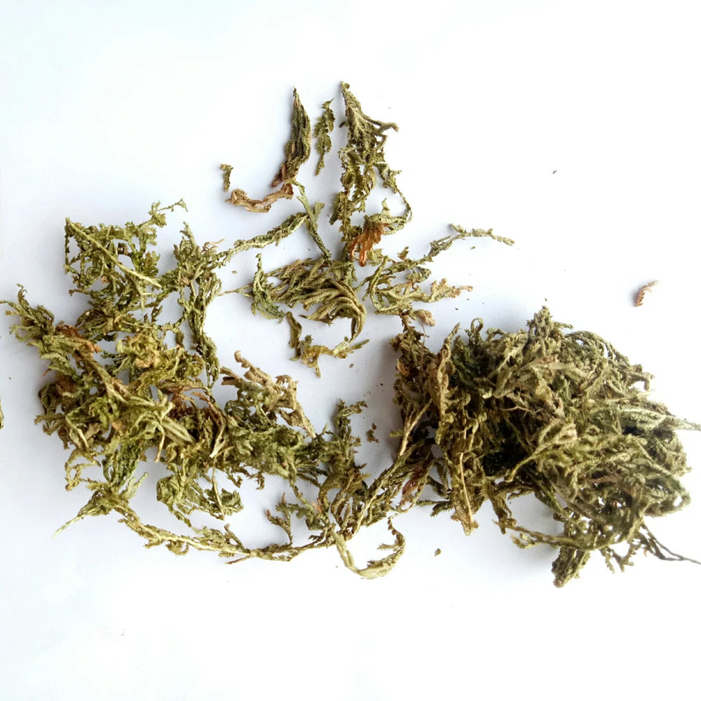 Di Bai Zhi China New Spikemoss Selaginella Dried Selaginella Moellendorffii Plants for Herb