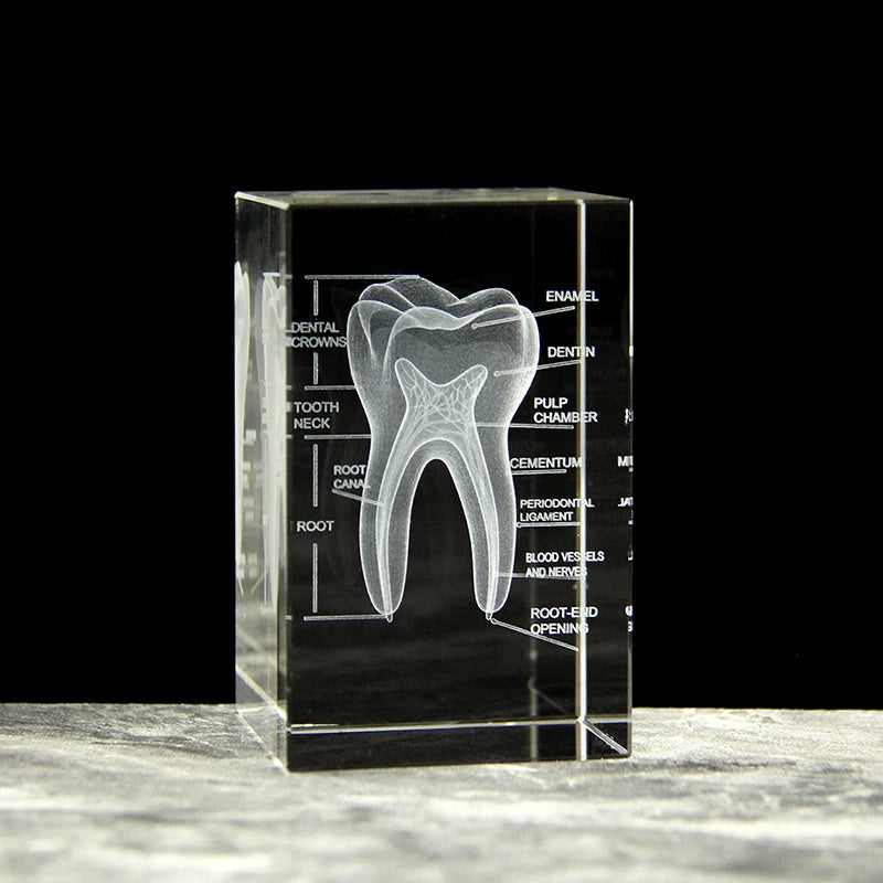 Clear Crystal Cube With Teeth Artificial Enlarged Natural Tooth Dental Data Model Laser Engraved for Student Practice