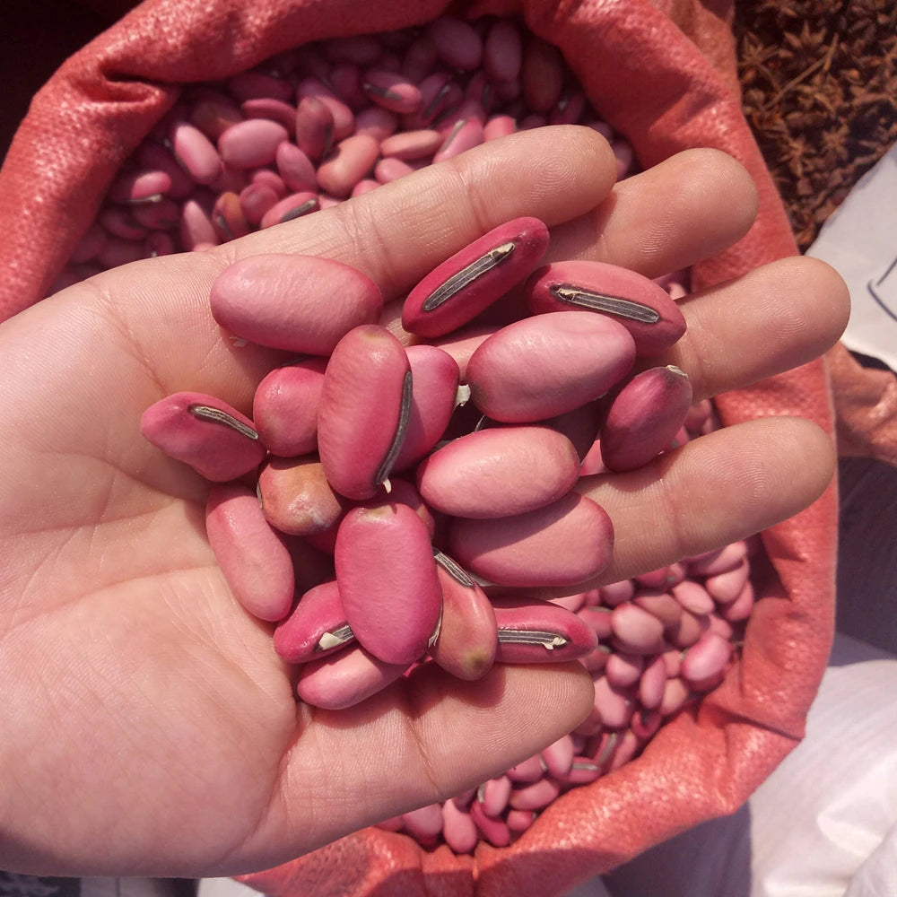 Dao Dou SEMEN CANAVALIE Raw Dried Canavalia Gladiata Beans for Sale