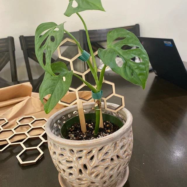 Wholesale Honeycomb Potted House Plants Support Trellis Wooden for Climbing Plants Lover