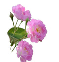 Qiang Wei Rose Tea Bake Dried 100% Natural Red Wild Rose Flowers for Tea