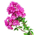 New Design Artificial Bougainvillea Flowers 3 Forks Crape Myrtle  for Decor