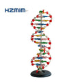 DNA Structure Model with Base DNA Plastic Model
