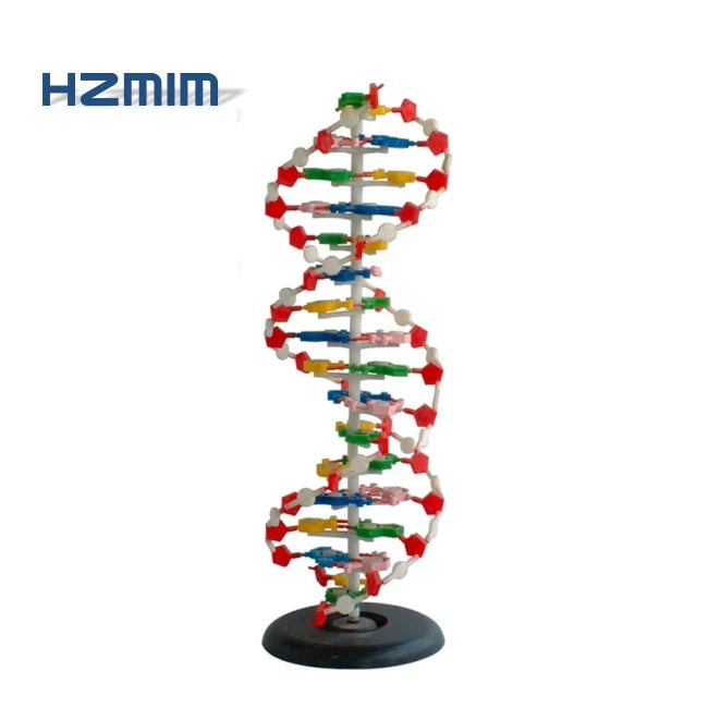 DNA Structure Model with Base DNA Plastic Model