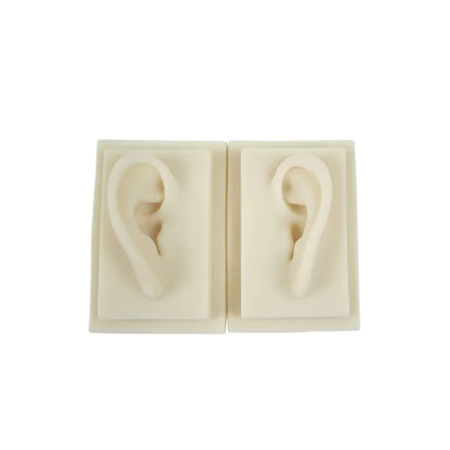 Human 3D Silicon Ear Model