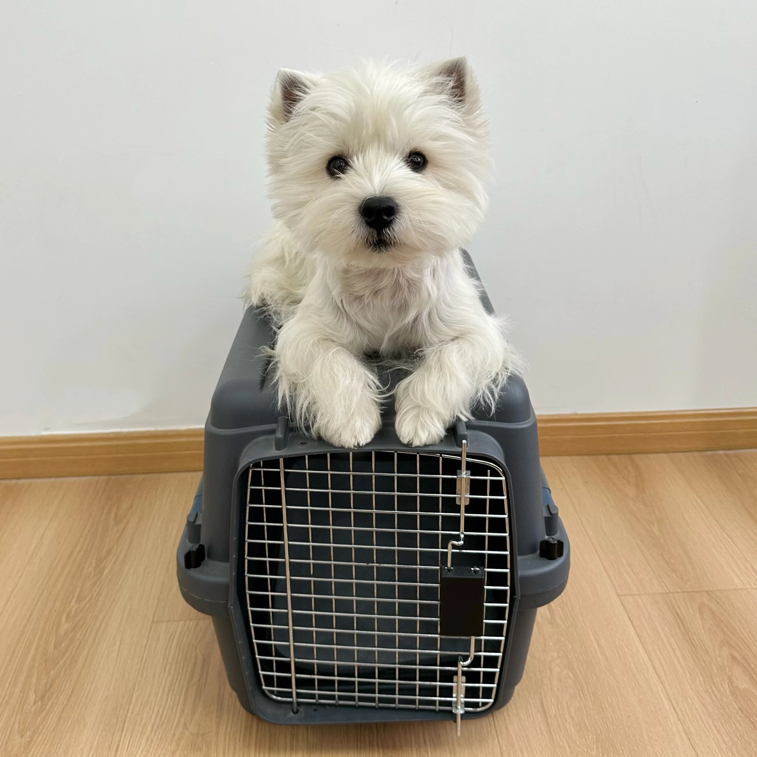 Regulated Airline Shipping Approved Car Portable Plastic Pet Dog Transport Box Air Travel Kennel Hpe Smart Carrier Crate Cage